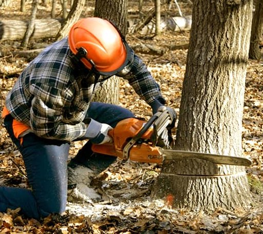 Tree Removal in Dunnsville, VA